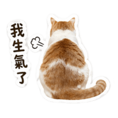 壞壞の貓