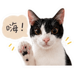奧利給貓貓第二彈（未公開