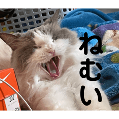 Poka_20260514220431