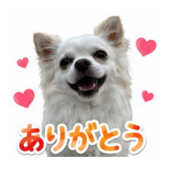 Chihuahua can be a stamp