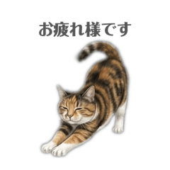 Warm & Cozy Calico Cat