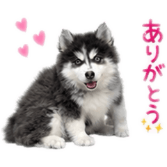japan_20260514234120