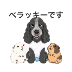 シュガ、アル、ベラっキー