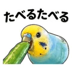 ponzu_20260515090805