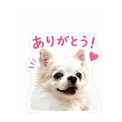 Coco-chan Stickers akimitu
