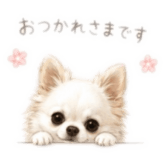Polite Chihuahu Sticker