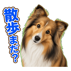 Realistic Sheltie: Daily Life with Dog