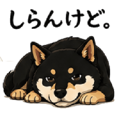 SHIBAINU KIKI2