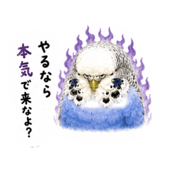 Sora the Jumbo Budgerigar2