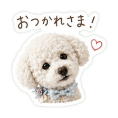 Toy poodle Milk stamps