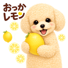 Usable in the daily life of a toy poodle