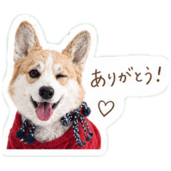 Corgi Hinata stamp