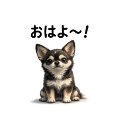 Cute Black Chihuahua's Daily Chat