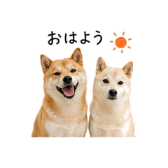 Two Shiba Inu Daily Stickers