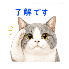 My Cat Daikichi