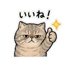 Maruko the Exotic Cat