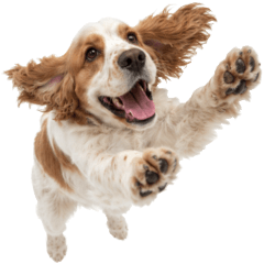 Realistic Cocker Spaniel All Emotions