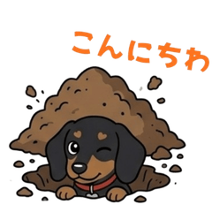 Pasta the Miniature Dachshund