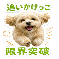 Belle, the fluffy maltipoo! ! Part 2