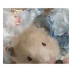 Hamster animation stamp