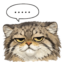The look of a manur cat 2