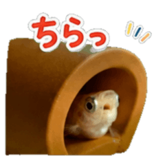 Tiny Medaka Fish Daily Stickers