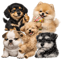 Dog's emotions 365day
