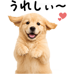 Gentle Golden Retriever Daily Stickers