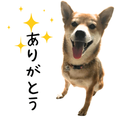 Shiba Inu Karin