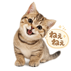Daily Use Munchkin
