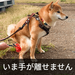 Straining Dog1