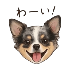 chiwawaSHICHIMI