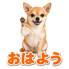 Real Chihuahua Daily Stickers