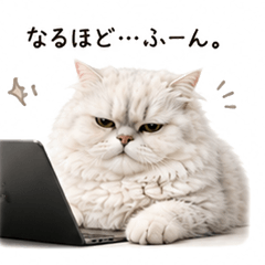 Soft Office Persian Cat