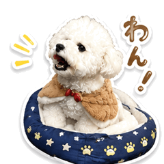 Cute Bichon Frise Daily Stickers