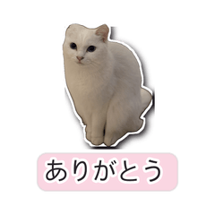 Watage & Haku's Fluffy Days