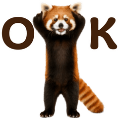 Dancing Red panda!