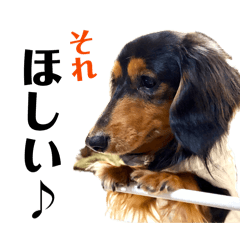 Cute Dog Pine_dachshund vol.1