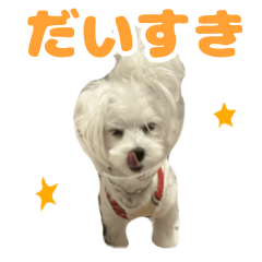 Daily basic chacha
