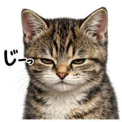 cat 365 every day