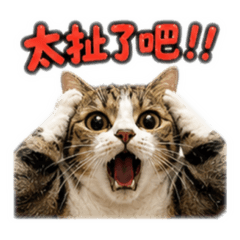 屁孩虎斑喵喵