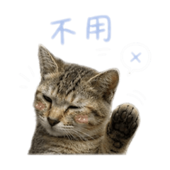 五吉寶寶