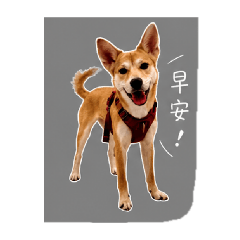 柴米貼圖