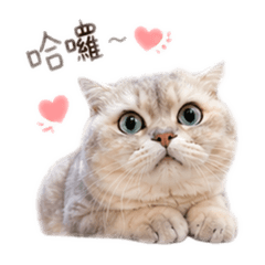 貓咪Lumi日常貼圖