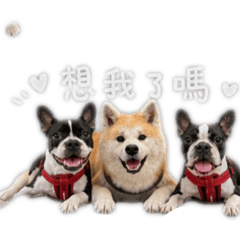 Maru&Iggy&Poki