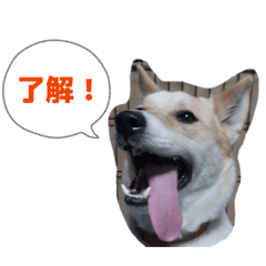 ichigo._20260515104726