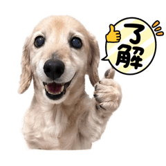 kurominmin