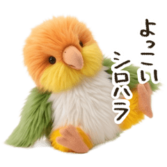 Fluffy white-bellied caique