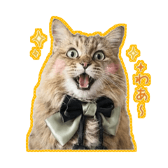 isome_cat_20260518201443