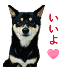 makahimo_20260515112943